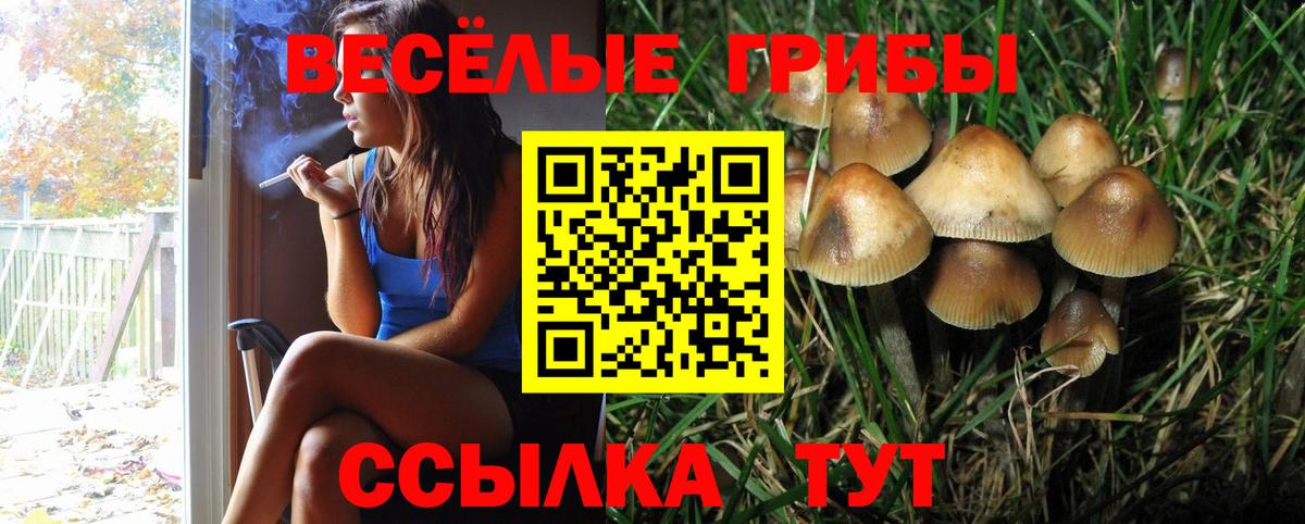 Донской  Псилоцибиновые грибы Psilocybine cubensis  Вход с VPN 